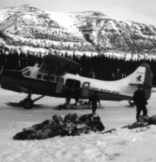 Caribou meat ready for transport