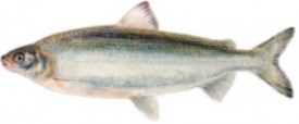 Lake Whitefish