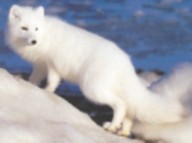 arctic fox