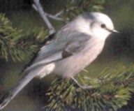 gray jay