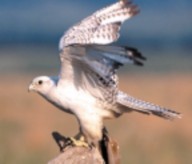 gyrfalcon