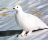 ptarmigan