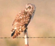 short-eared owl